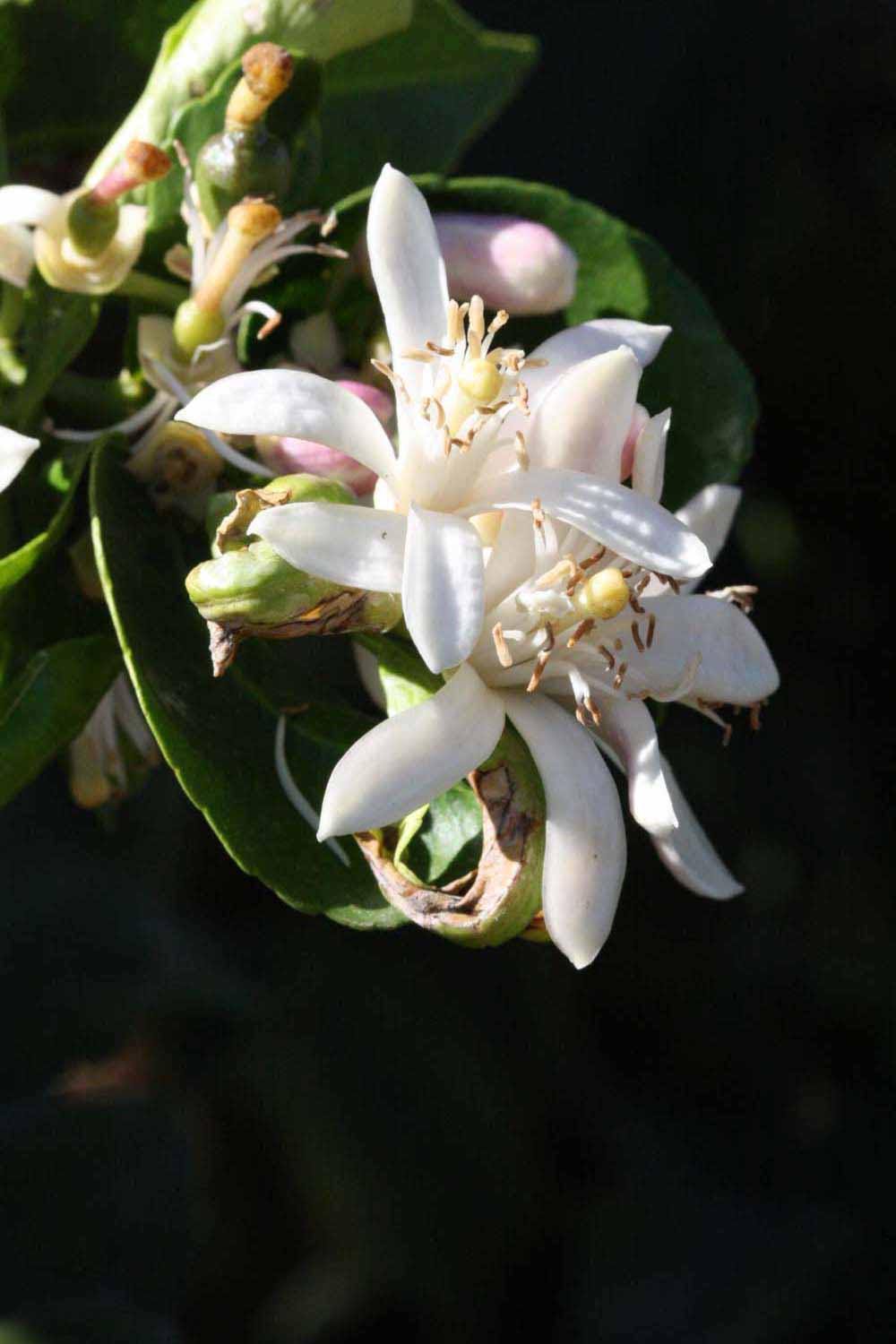              Flower (Riverside, CA)       